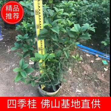 四季桂佛山基地直销一手货源…基地直发盆栽