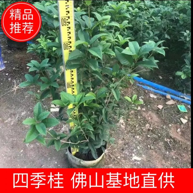 四季桂佛山基地直销一手货源…基地直发盆栽