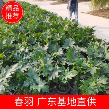 春羽佛山基地直销一手货源，绿植盆栽批发…