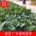 春羽佛山基地直销一手货源，绿植盆栽批发…