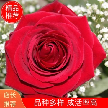 玫瑰苗10棵起9.8包邮发货卡罗拉等玫瑰苗盆景绿化