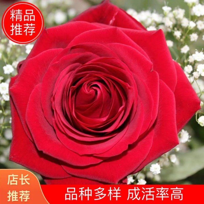 玫瑰苗10棵起9.8包邮发货卡罗拉等玫瑰苗盆景绿化