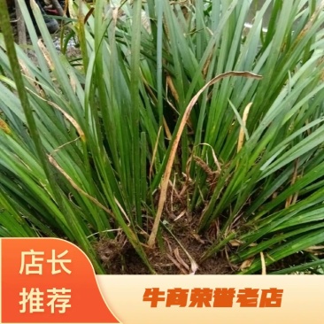 【热销】湖北利川纯野生石菖蒲，抗病性强，好栽培，货源充足！