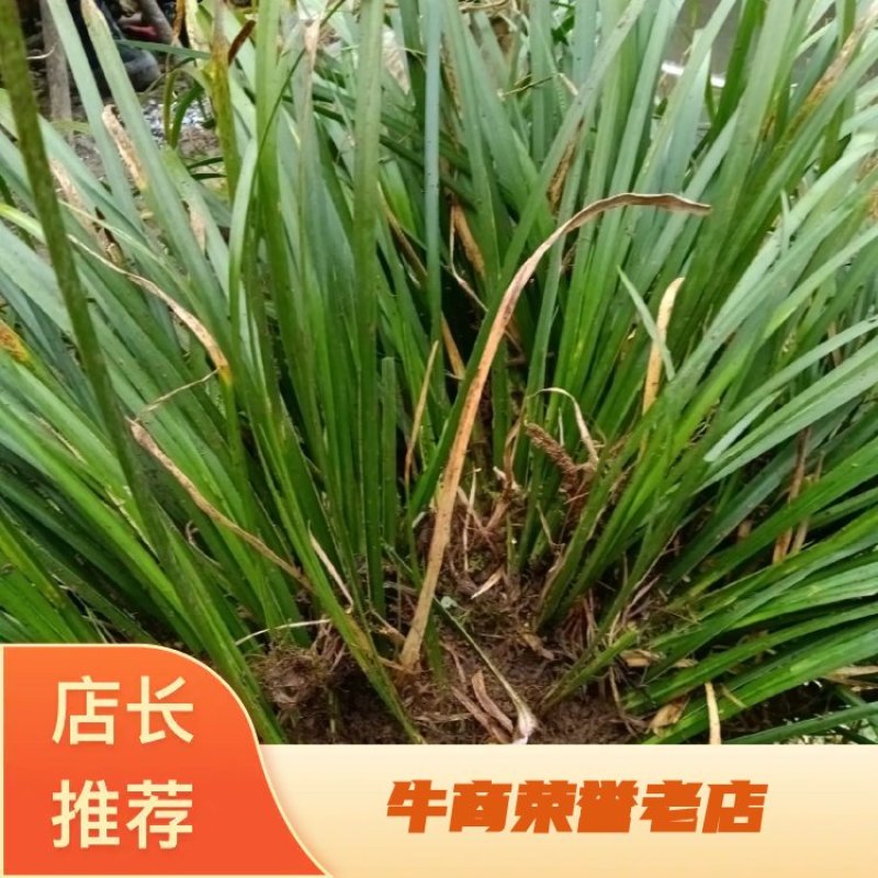 【热销】湖北利川纯野生石菖蒲，抗病性强，好栽培，货源充足！