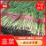 河北省唐山市乐亭县韭菜大量上市，欢迎咨询量大从优