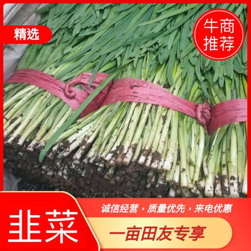 河北省唐山市乐亭县韭菜大量上市，欢迎咨询量大从优