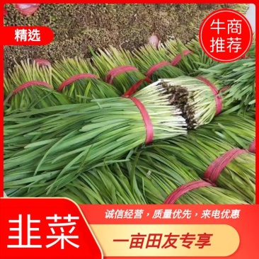 河北省唐山市乐亭县韭菜大量上市，欢迎前来购买，质量好