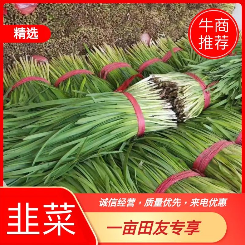 河北省唐山市乐亭县韭菜大量上市，欢迎前来购买，质量好