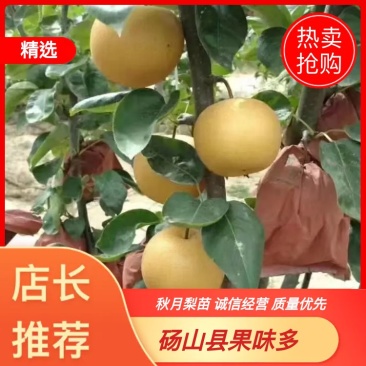秋月梨苗，冰糖蜜梨，全部唐梨子根系嫁接，自家育苗品种正宗