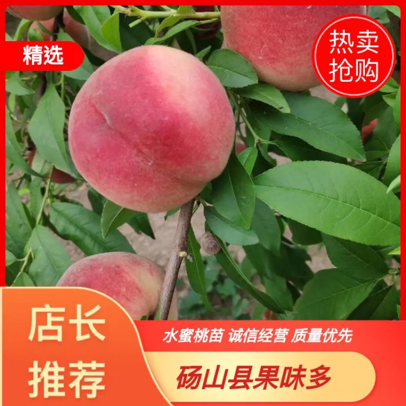 水蜜桃树苗，突围桃苗，自家育苗，品种正宗，死苗补发