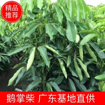 大叶伞佛山基地直销一手货源，基地直发，净化空气