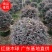 红继木球佛山基地直销一手货源，净化空气，