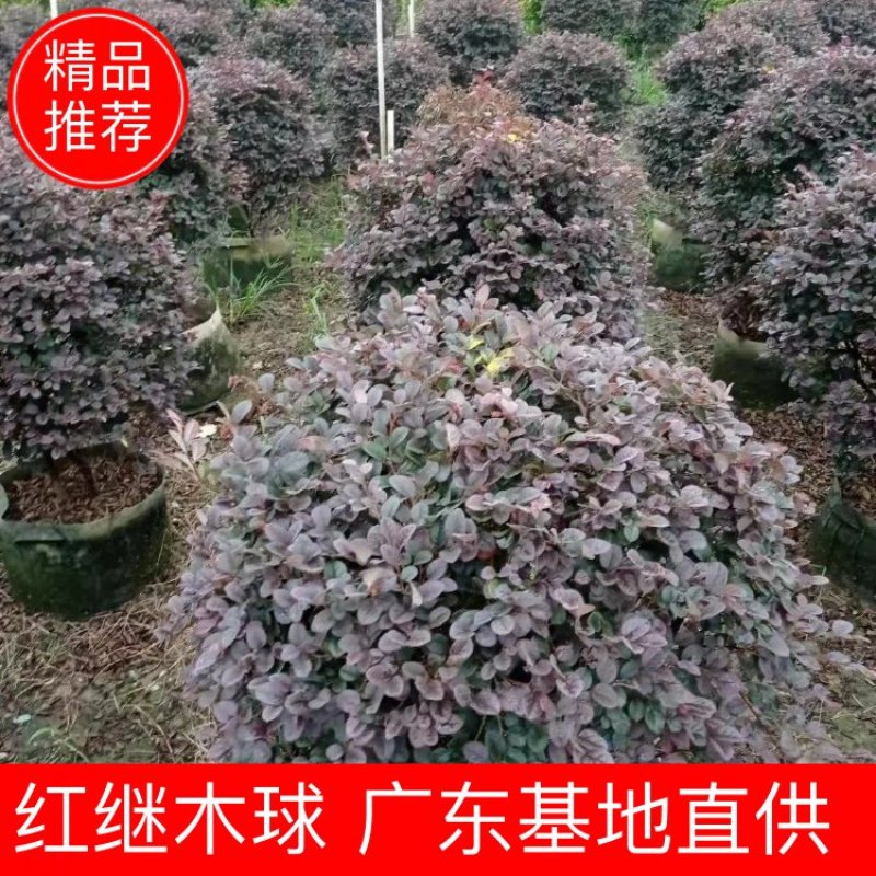 红继木球佛山基地直销一手货源，净化空气，