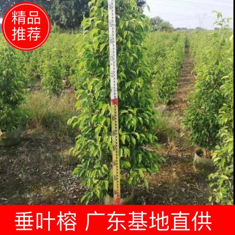 垂叶榕佛山基地直销一手货源，基地直发，绿化灌木