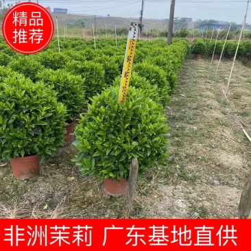 非洲茉莉球佛山基地直销一手货源，净化空气