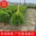 非洲茉莉球佛山基地直销一手货源，净化空气