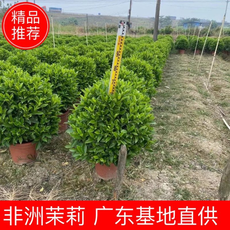 非洲茉莉球佛山基地直销一手货源，净化空气