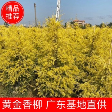 黄金香柳佛山基地直销一手货源，基地直发…