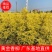 黄金香柳佛山基地直销一手货源，基地直发…