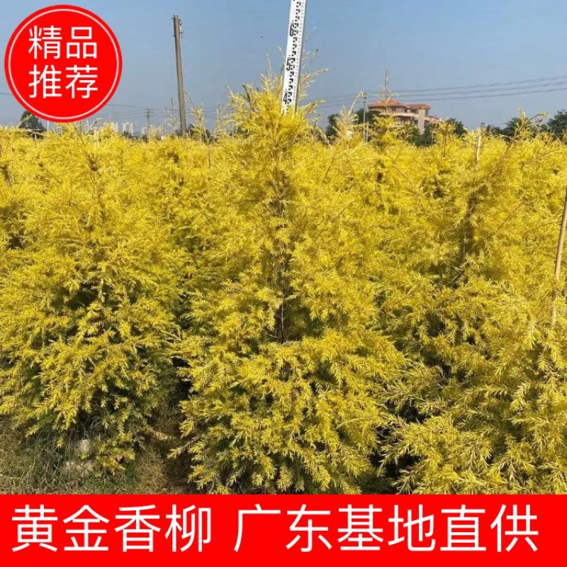 黄金香柳佛山基地直销一手货源，基地直发…