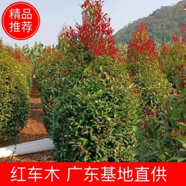 【红车】【富贵红】红枝蒲桃木红车木，广东基地直销
