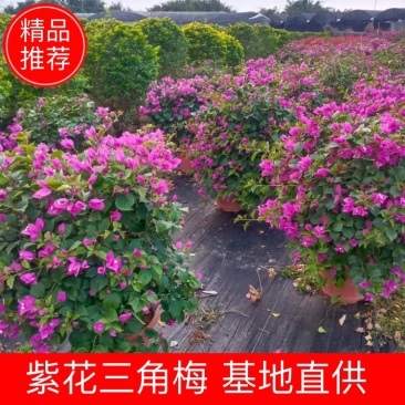 紫花三角梅佛山基地直销一手货源，四季开花