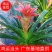 鸿运当头佛山基地直销一手货源，室内绿植批发