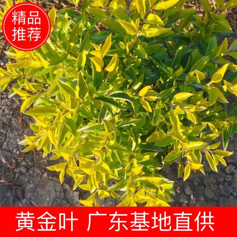 黄金叶佛山基地直销一手货源，批发市场……