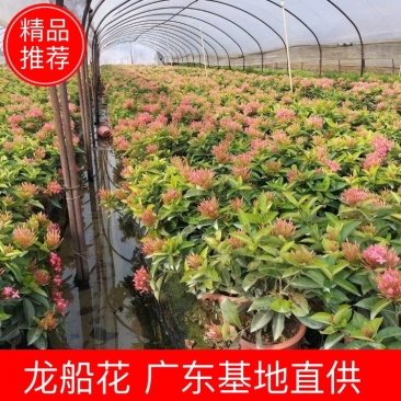 龙船花佛山基地直销一手货源，开花绿植……