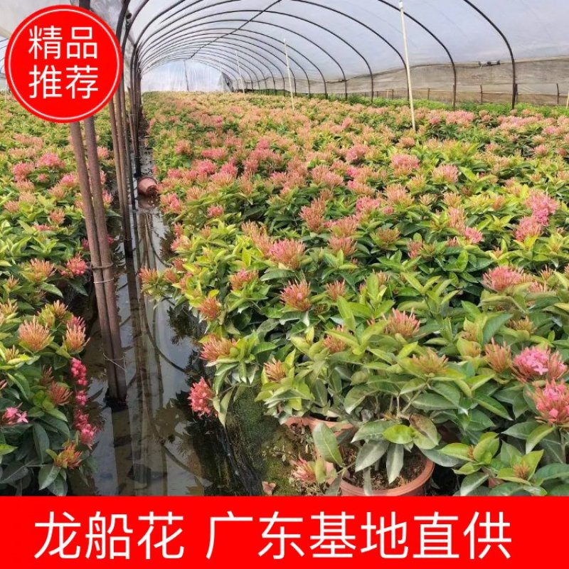 龙船花佛山基地直销一手货源，开花绿植……