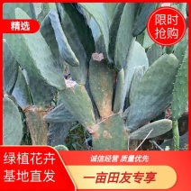 米绑塔仙人掌菜用药用欢迎新老客户选购