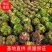 【精品】多肉植物法师各种多肉法师，品种多多，量大从优