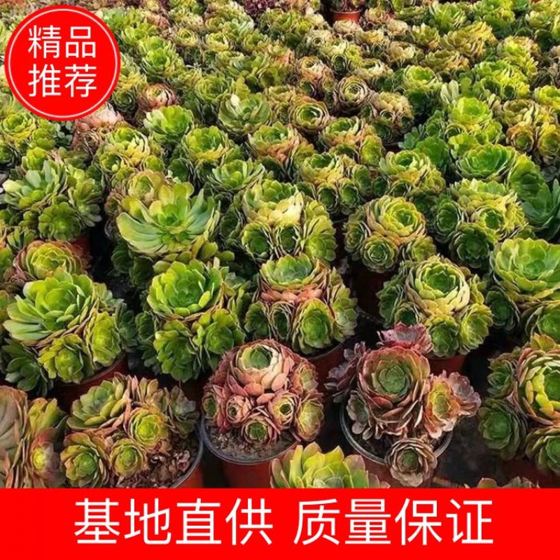 【精品】多肉植物法师各种多肉法师，品种多多，量大从优