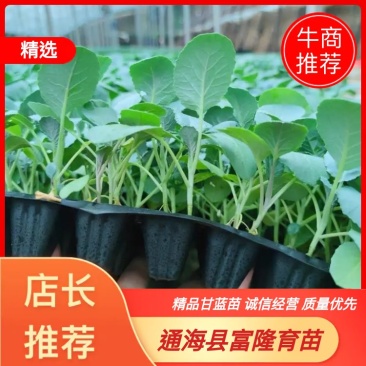 【牛商热卖】甘蓝苗绿衣甘蓝苗根系发达诚信经营