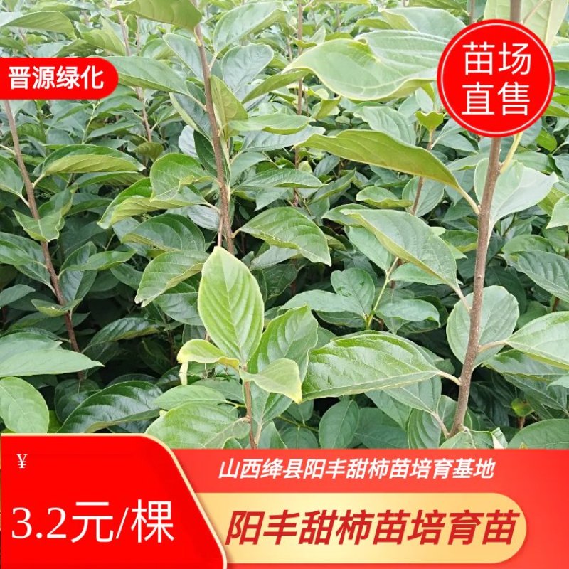 山西绛县阳丰甜柿苗培育基地，果大色黄，脆甜可口#基地直发