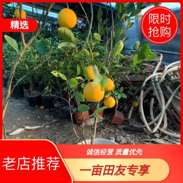 【柑桔苗】热卖，脆皮金桔苗产地直销品质保证全国发货