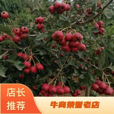 【山楂苗】大果山楂苗适合各种土质栽培包技术可视频看货