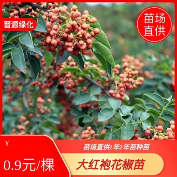 大红袍花椒苗1年2年苗种苗，果味纯正，质量保证根系发达