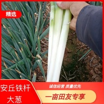 【精选】安丘铁杆大葱，常年售各种毛葱，净葱，冷库葱量特大