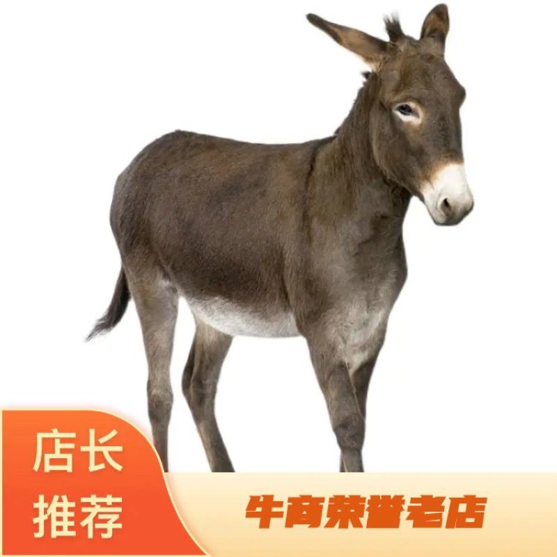驴成品驴基地直供，健康饲养有机饲料喂养量大从优欢迎选