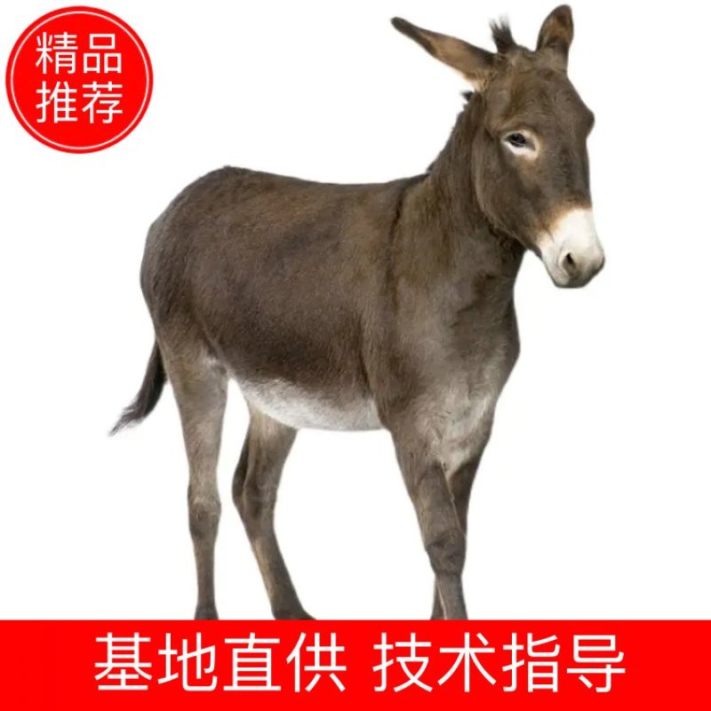 驴成品驴基地直供，健康饲养有机饲料喂养量大从优欢迎选