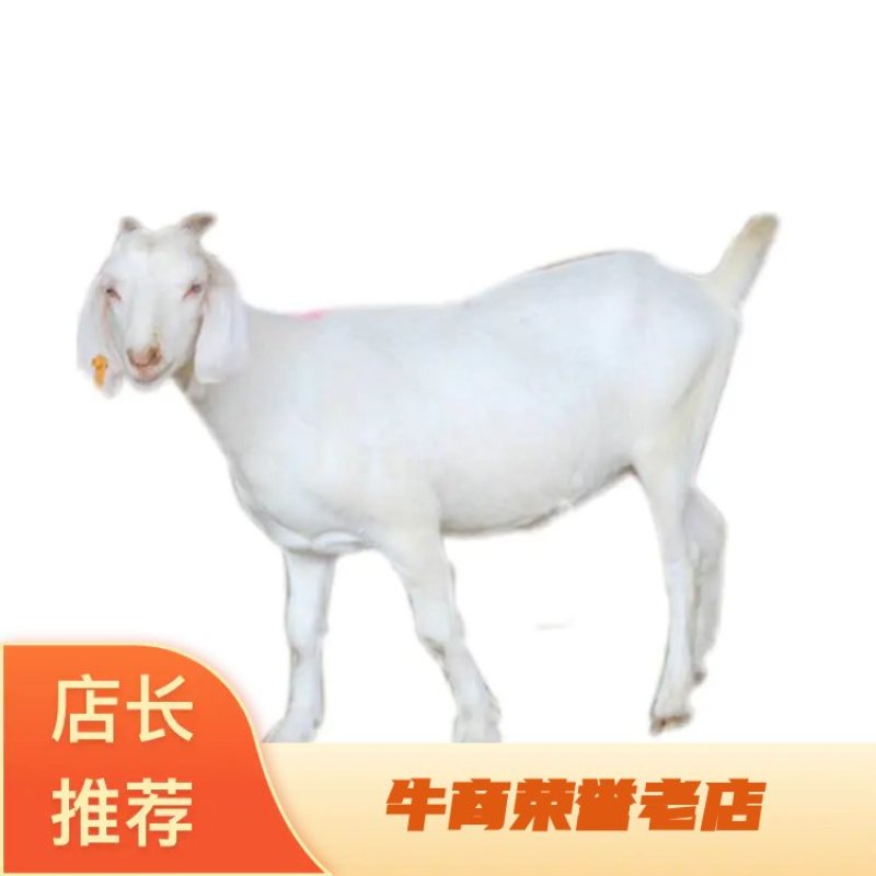 山羊大小山羊，常年销售量大从优，欢迎各地客商前来视察选购