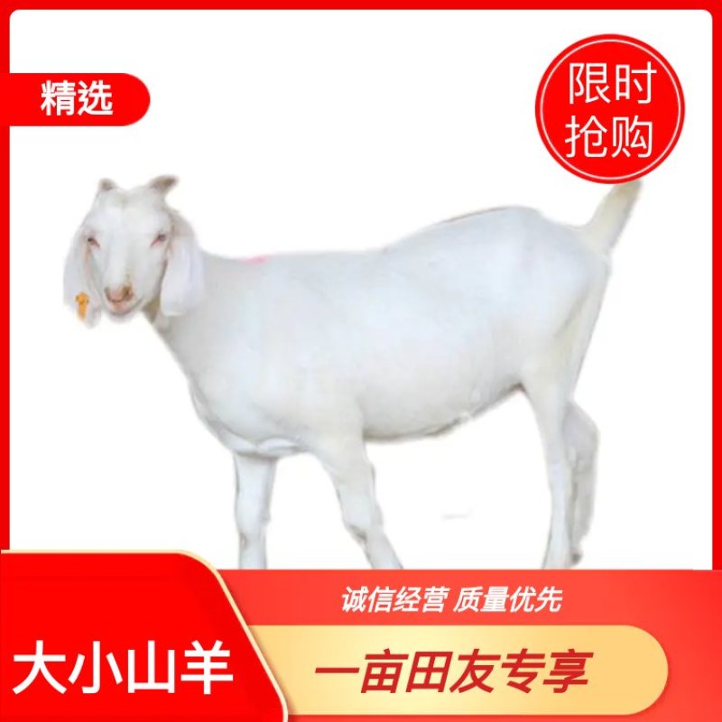 山羊大小山羊，常年销售量大从优，欢迎各地客商前来视察选购