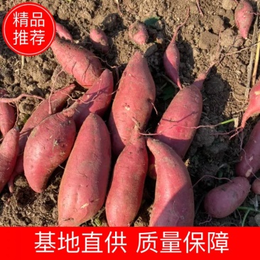 精品西瓜红蜜薯烤蜜薯供商超市场电商平台