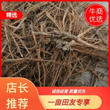 山西柴胡2021年新鲜干货，优质切片货，全国发货质量保证