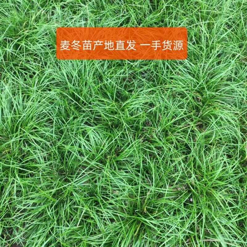 麦冬苗麦冬草四季绿不怕霜耐阴绿化苗木