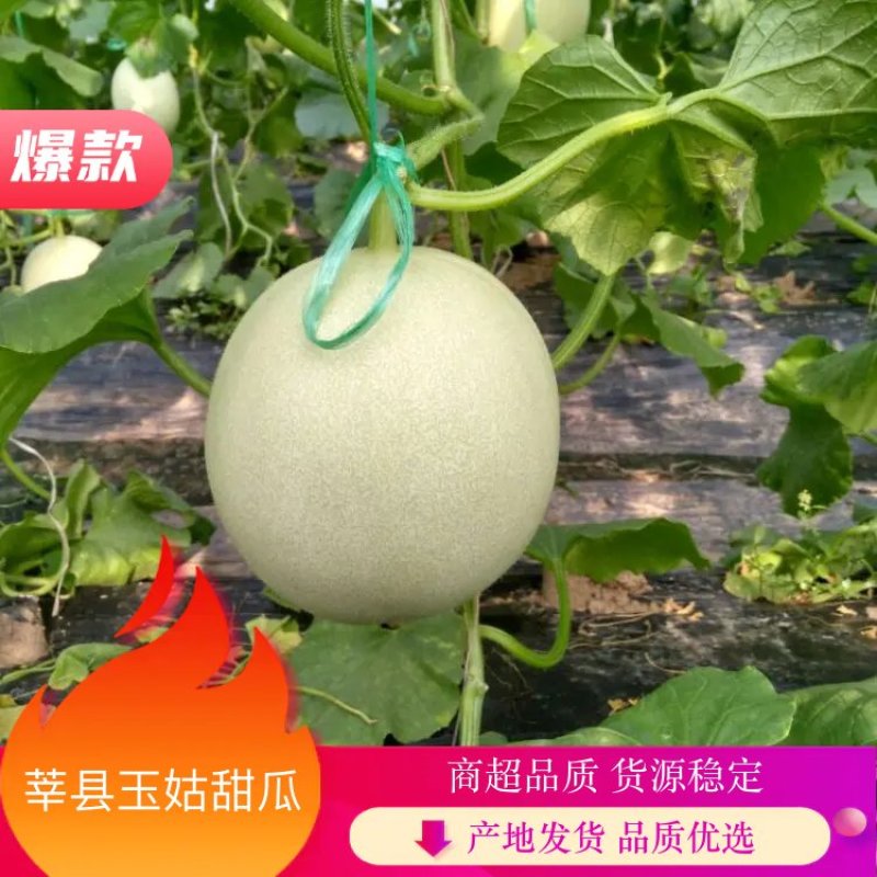 【山东莘县玉姑甜瓜】大量上市，皮毛干净口感好，全国发货