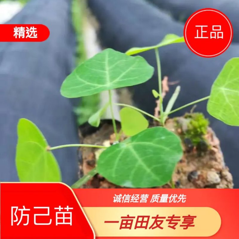 【精品防己苗】江西粉防己种苗，粉防己苗，技术指导。全国发货