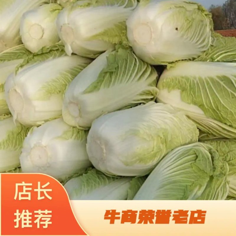 精品大白菜又名义和秋黄心的货量充足，产地直发