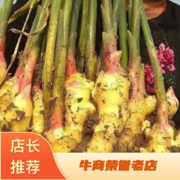 精品生姜，老姜，大量上市中，质量好，产地直发，对接电商